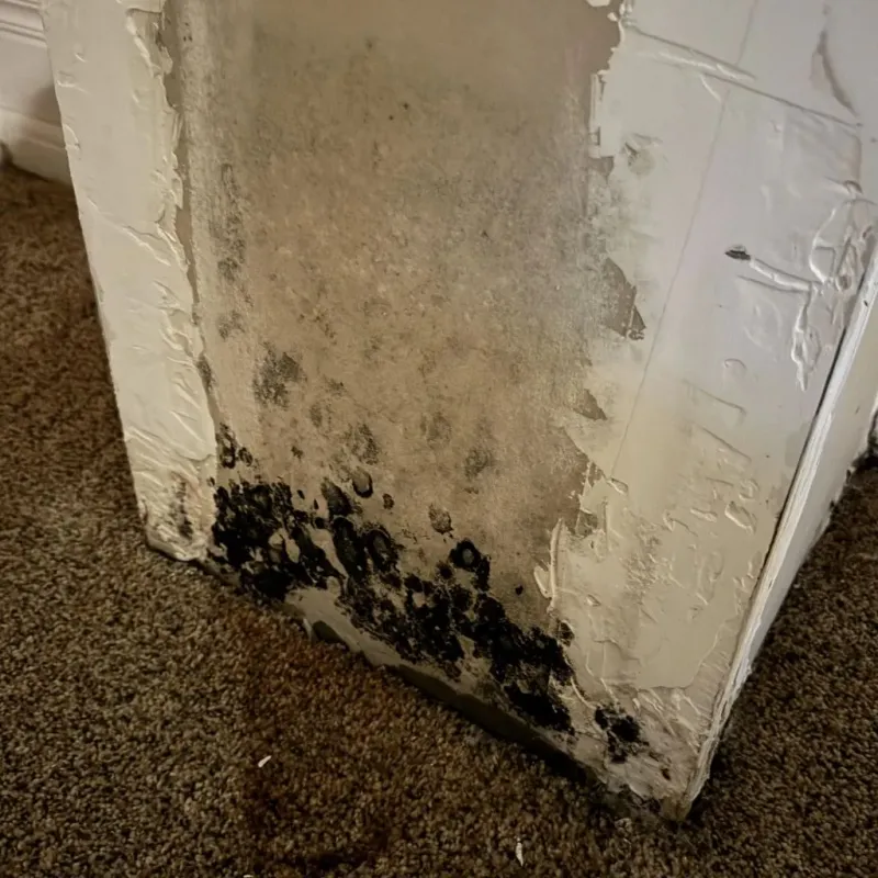 Professional Mold Removal in Mason County, TX